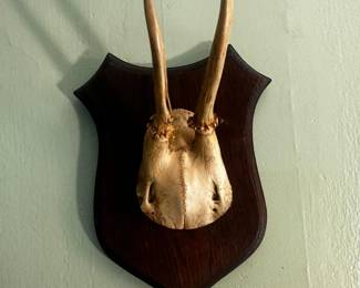 European Roe Deer Antler Mount featuring a partial skull cap fixed onto a traditional shield-shaped wooden wall plaque. Oddities, taxidermy, and rustic cabin decor like this are highly sought after by hunters, collectors, and lovers of eclectic or dark academia aesthetics