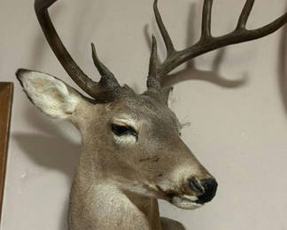 Lot 29: Mounted deer head with large antlers