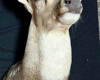 Lot 52: Deer head taxidermy mount with antlers