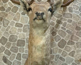 Lot 26: Taxidermy deer head with antlers