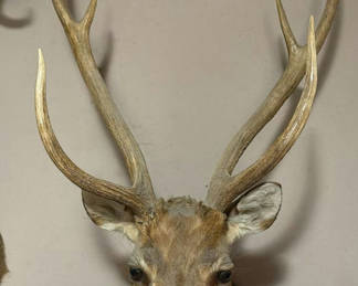 Lot 28: Mounted deer head with antlers
