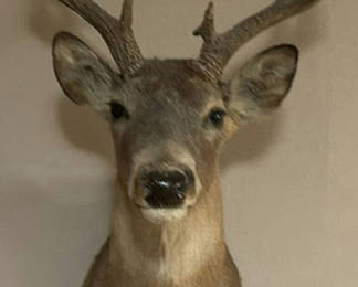 Lot 30: Mounted deer head with antlers