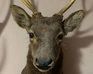 Lot 27: Mounted deer head with antlers