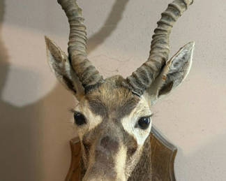 Lot 51: Mounted Black Buck head taxidermy
