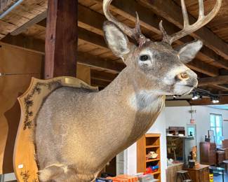 Beautifully Mounted 7-Point Buck