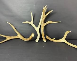 007 Rustic Natural Deer Antler Set 4 Piece Collection for Cabin Decor, Crafts Display