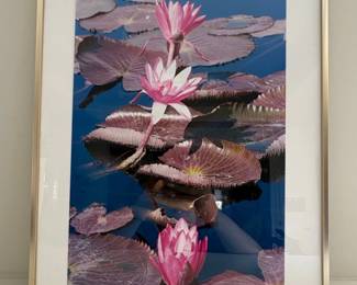 Framed Longwood Waterlily Print