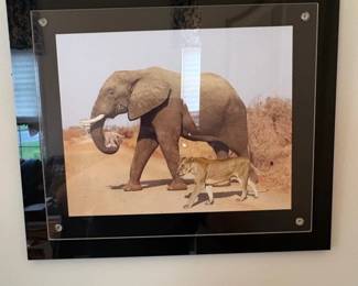 Elephant and Lioness Acrylic Wall Art