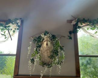 Animal mount white sheep head Catalina $199.