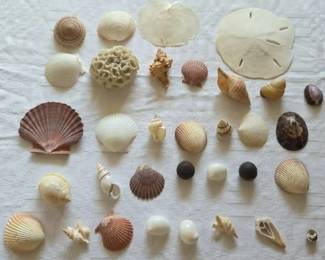 shells