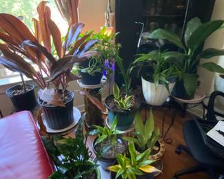 Assorted plants.