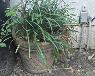 planters, plants, and pots