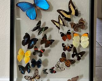 butterfly picture