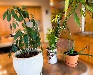 Indoor Houseplants Collection – Aloe Vera, Bamboo & Decorative Potted Plants
