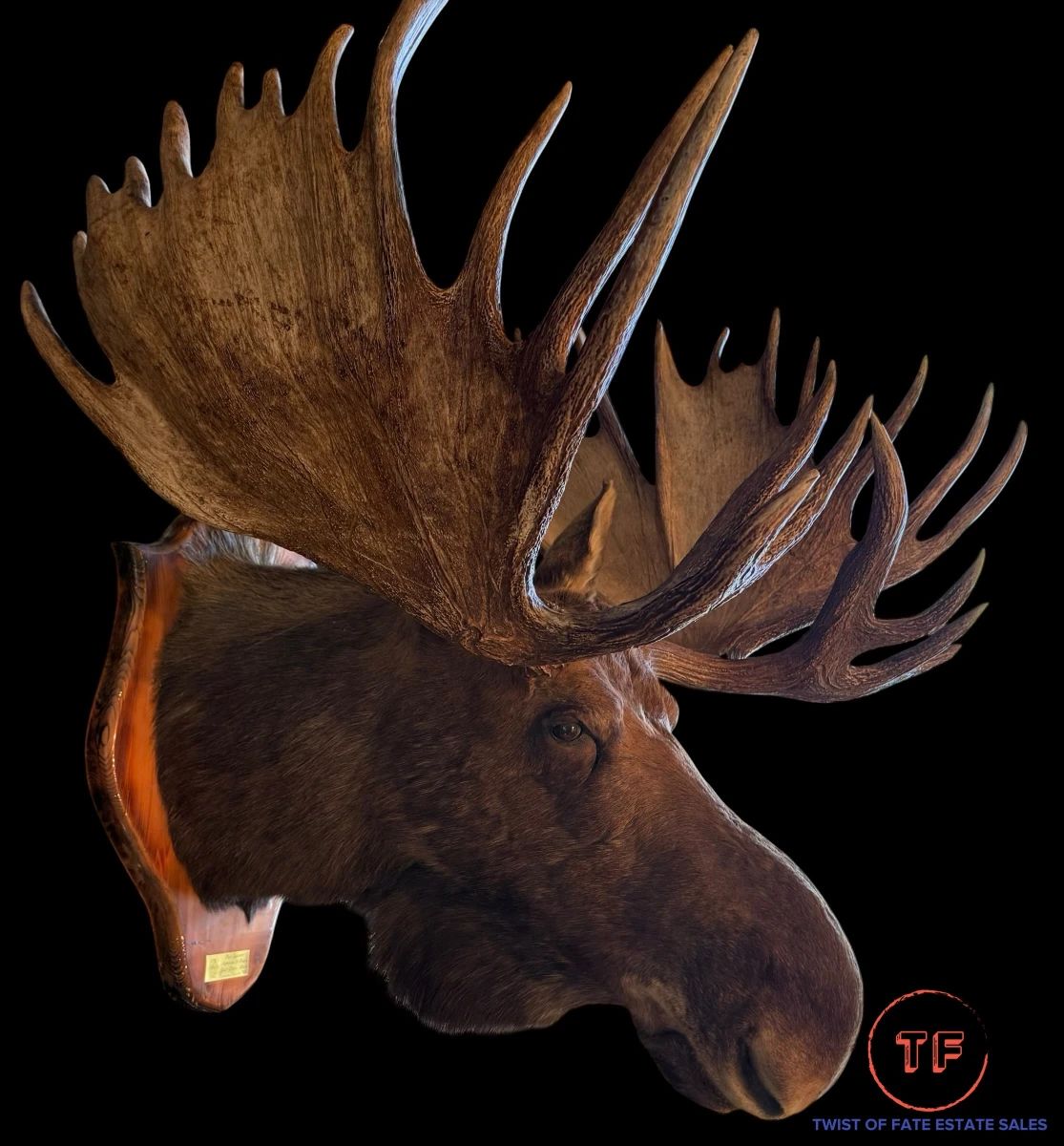Taxidermy MOOSE Head Trophy Mounted on Oak Shield