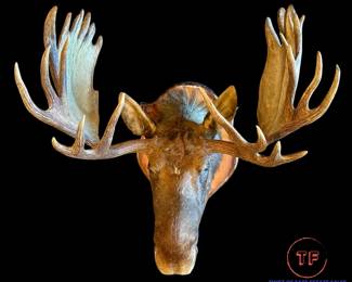 Taxidermy MOOSE Head Trophy Mounted on Oak Shield