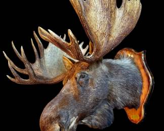 Taxidermy MOOSE Head Trophy Mounted on Oak Shield