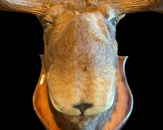Taxidermy MOOSE Head Trophy Mounted on Oak Shield