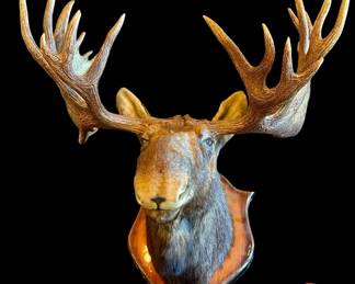 Taxidermy MOOSE Head Trophy Mounted on Oak Shield
