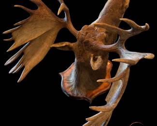 Taxidermy MOOSE Head Trophy Mounted on Oak Shield