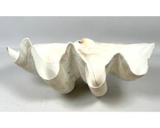 Lot 74 17 inch Giant clam Shell. 
