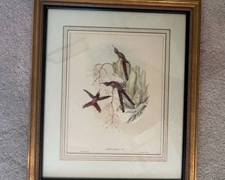 Hummingbird Lithograph by John Gould, "Cometes Praeposterus"