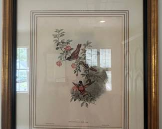 Heliantha Eos Gold Hummingbird Lithograph