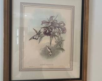 John Gould's "Traumatías Chionurus" Hummingbird Lithograph