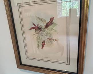 John Gould "A Monograph of the Trochilidae" Print