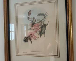 Chrysothorus virescens - John Gould Lithograph