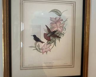 Aglæactis Pamela, Plate 380, The Hummingbirds