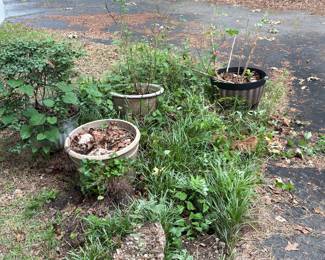 Outside area with plants and more