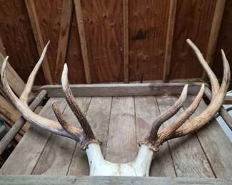 Antlers