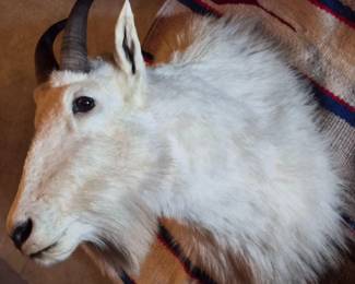 Goat Taxidermy