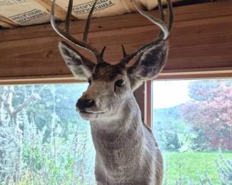 Deer taxidermy