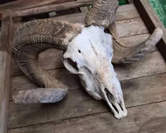 Ram Skull