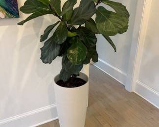 Indoor Pot and Plant
