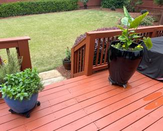 Large Pots - Plants
