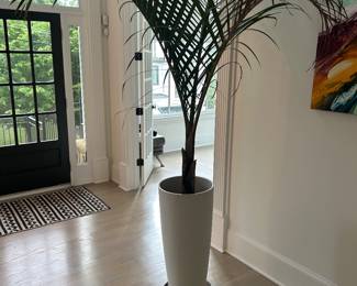 Large Indoor Plant