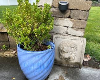Blue Garden Pot with Boxwood schrub / Cement Lion Head plaque