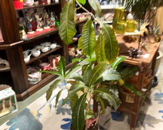 Large plant in pot