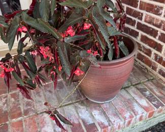 Plenty of gorgeous plants for your home