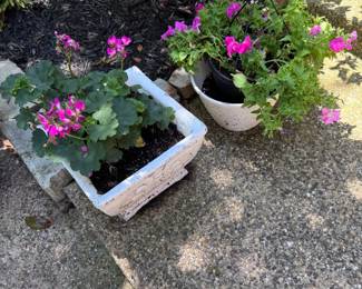 Plenty of gorgeous plants for your home