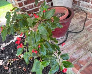 Plenty of gorgeous plants for your home