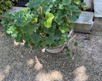 Plenty of gorgeous plants for your home