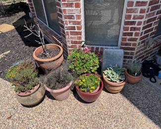 Plenty of gorgeous plants for your home