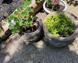 Plenty of gorgeous plants for your home