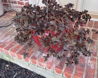 Plenty of gorgeous plants for your home
