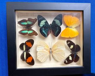Butterflies!