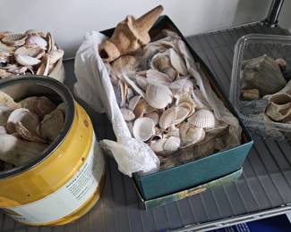 Sea shells, by container.